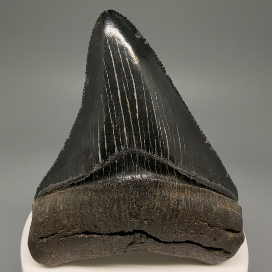 Front View 2.98" Fossil Megalodon Shark Tooth - Georgia - Jet Black, Collector's Quality CM5717 