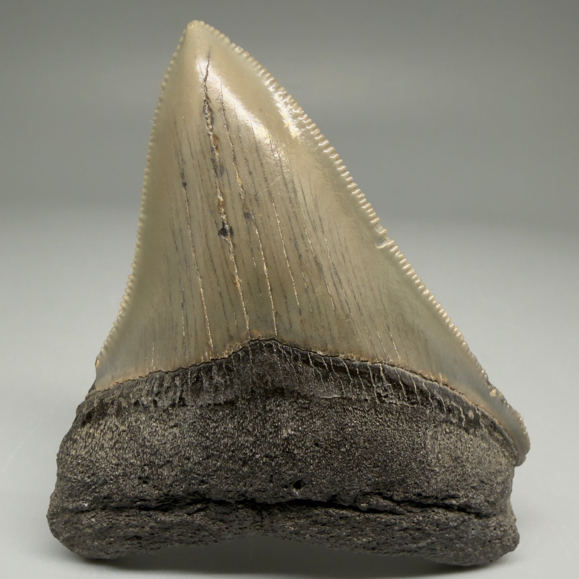 Front View 2.98" Fossil Megalodon Tooth - Authentic Carcharocles megalodon Fossil from North Carolina CM5706 