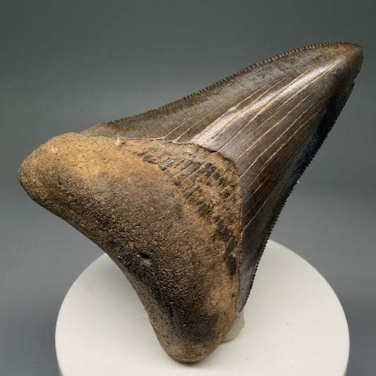 Front View 2.99" Fossil Megalodon Shark Tooth - Georgia - Colorful, sharply serrated CM5716 