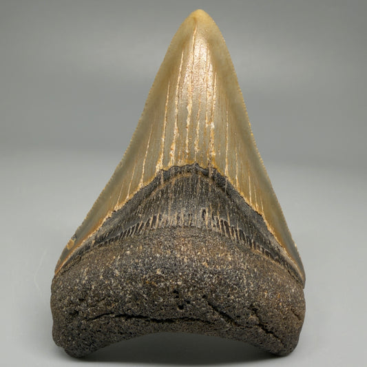 Front View 3.11″ Authentic Megalodon Tooth from Offshore North Carolina CM5393 