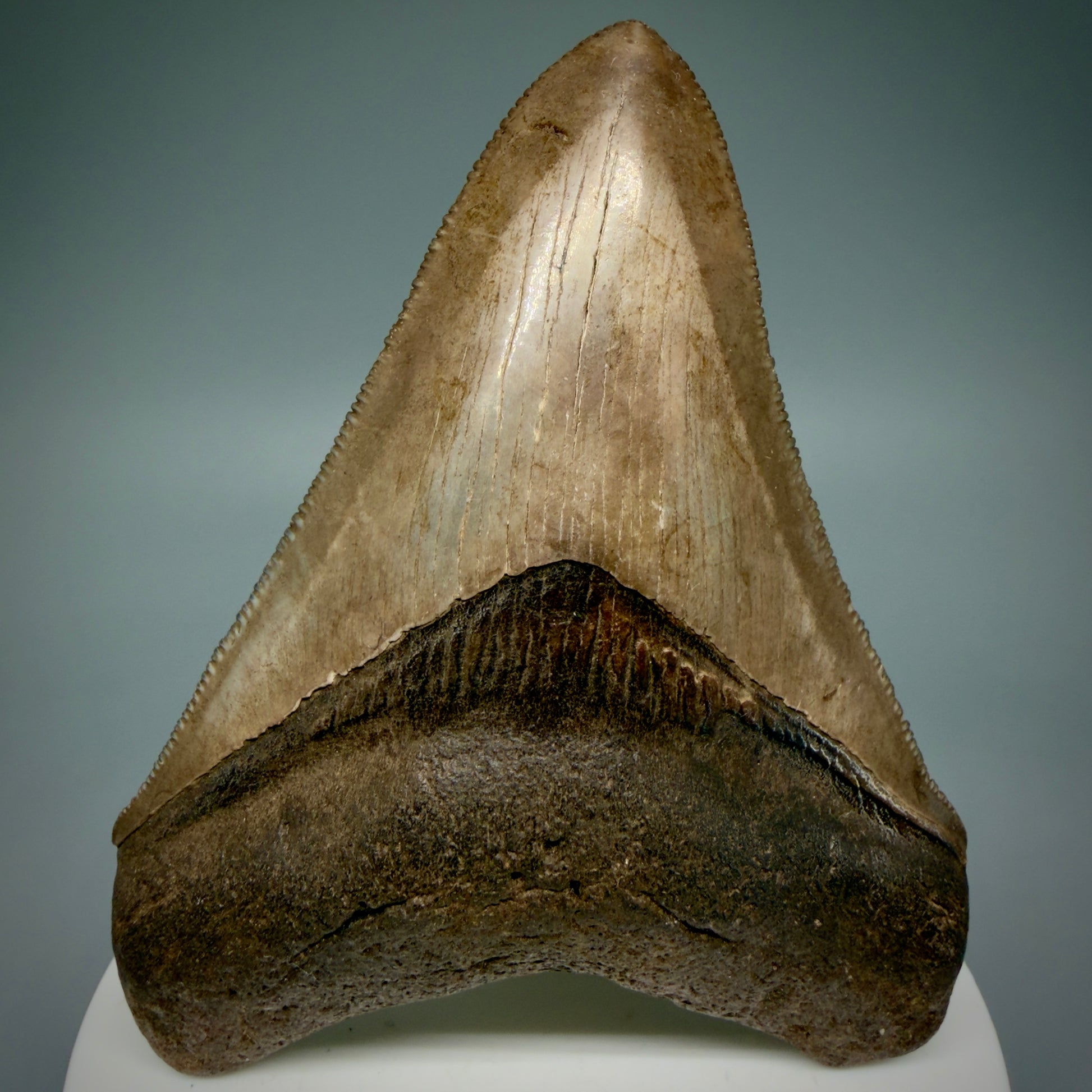 Front View 3.28" Fossil Megalodon Shark Tooth - Georgia - brown/red sharply serrated - Collector's Quality CM5897