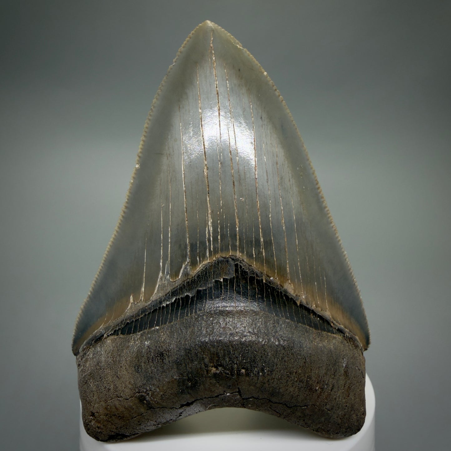 Front View 3.42" Fossil Megalodon Shark Tooth - Georgia - sharply serrated - Collector's Quality CM6266