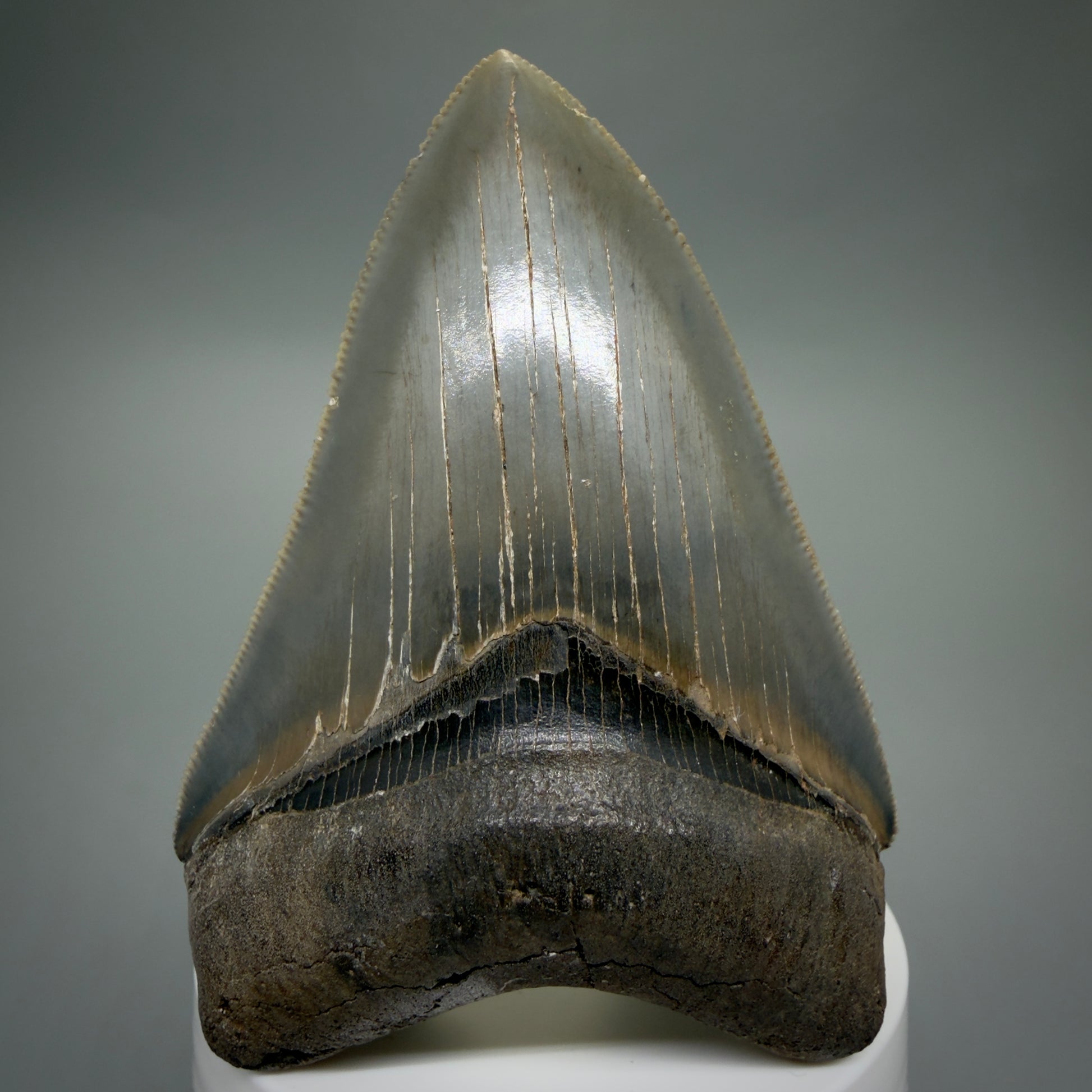 Front View 3.42" Fossil Megalodon Shark Tooth - Georgia - sharply serrated - Collector's Quality CM6266