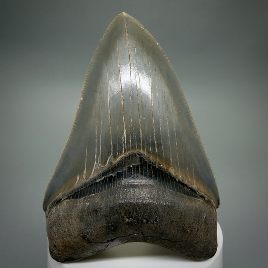 Front View 3.42" Fossil Megalodon Shark Tooth - Georgia - sharply serrated - Collector's Quality CM6266