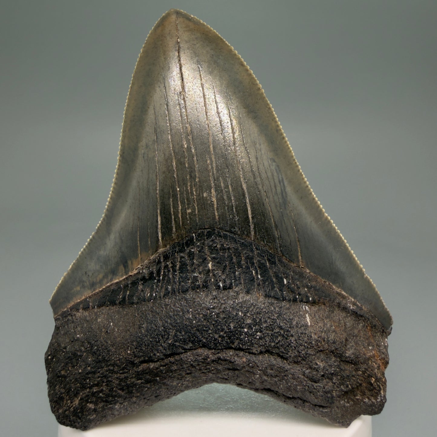 Front View 3.44" Fossil Megalodon Shark Tooth - Georgia - Colorful, sharply serrated CM5719 