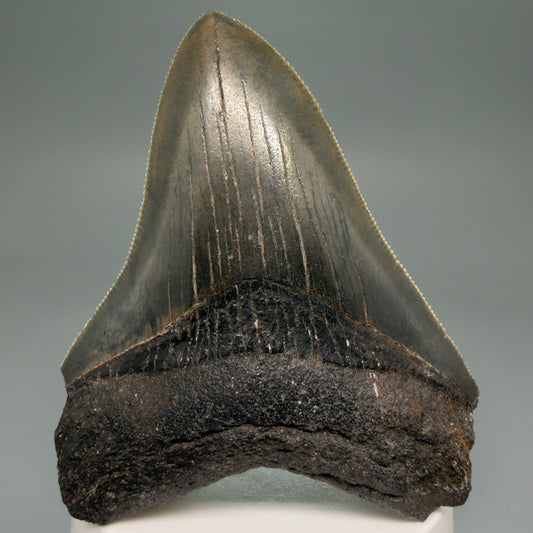 Front View 3.44" Fossil Megalodon Shark Tooth - Georgia - Colorful, sharply serrated CM5719 