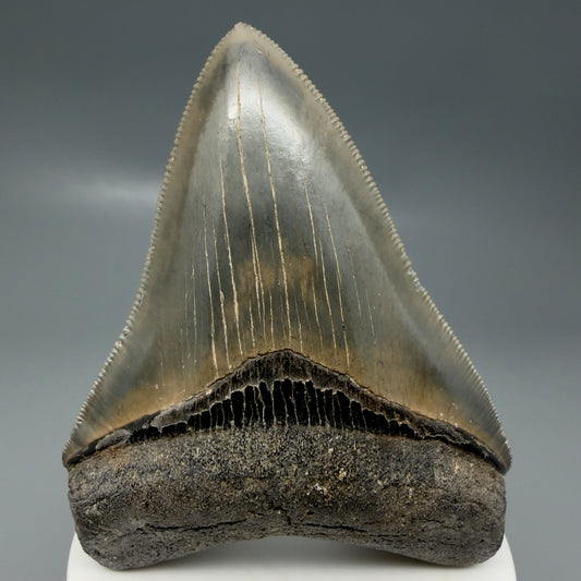 Front View 3.47" Fossil Megalodon Shark Tooth - Georgia - sharply serrated - Collector's Quality CM6152