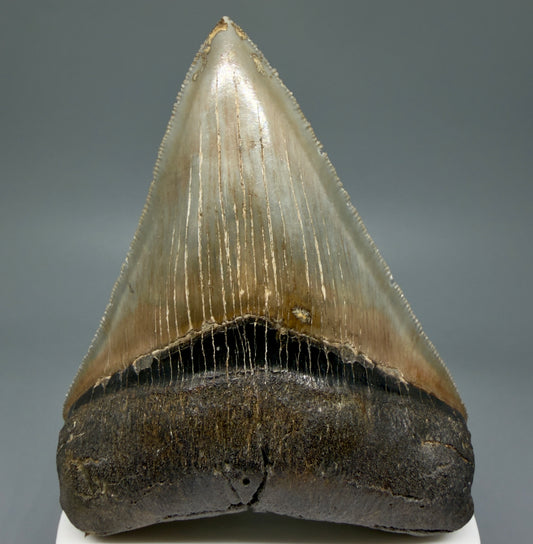 Front View 3.54" Fossil Megalodon Shark Tooth - Georgia - sharply serrated - Collector's Quality CM6016