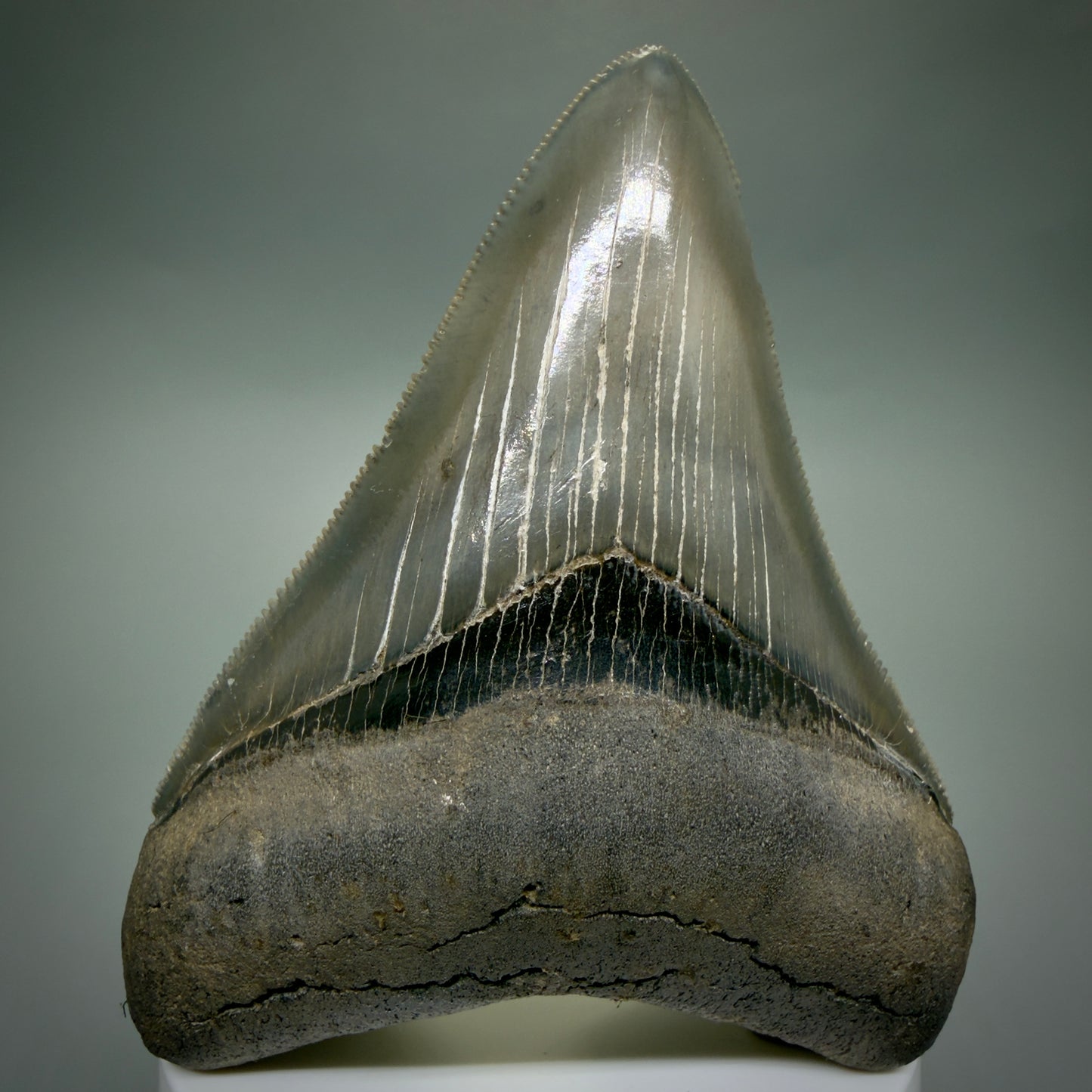 Front View 3.54" Fossil Megalodon Shark Tooth - Georgia - sharply serrated - Collector's Quality CM6267