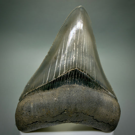 Front View 3.54" Fossil Megalodon Shark Tooth - Georgia - sharply serrated - Collector's Quality CM6267