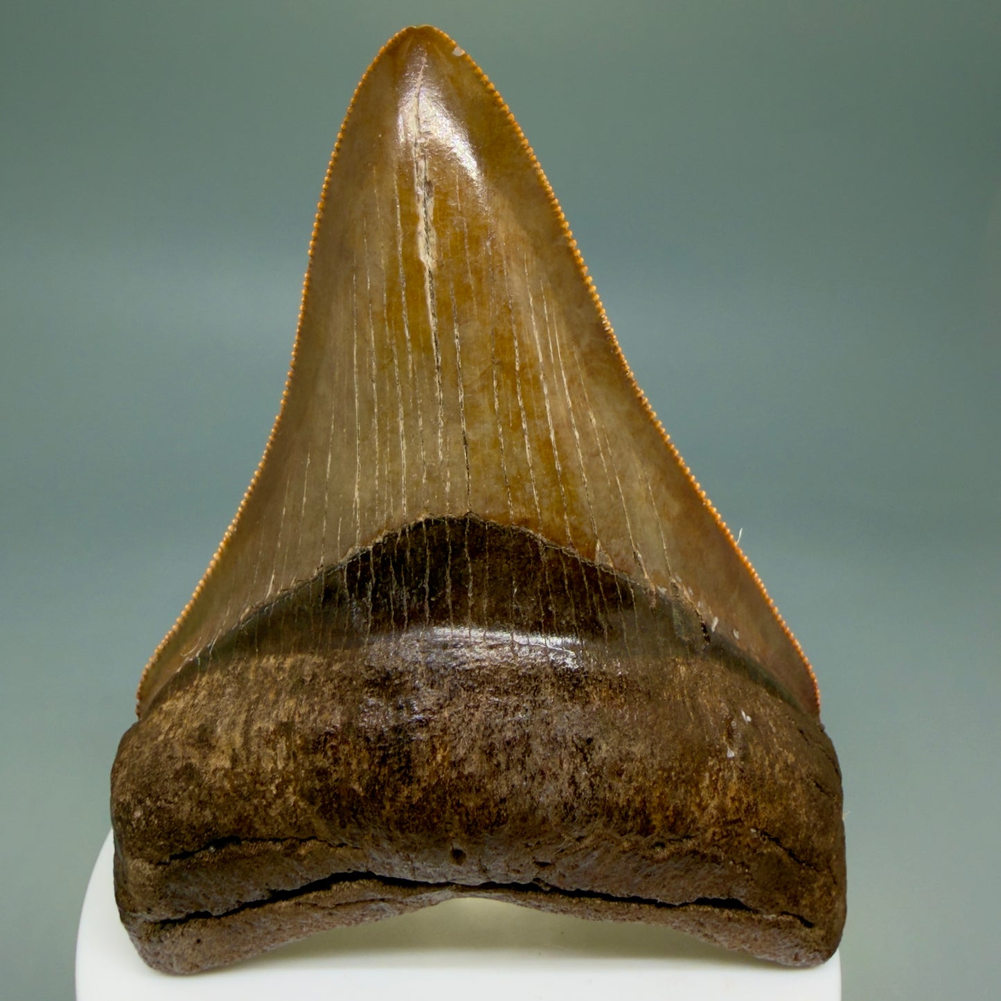 Front View 3.56" Fossil Megalodon Shark Tooth - Georgia - brown/red sharply serrated - Collector's Quality CM5845