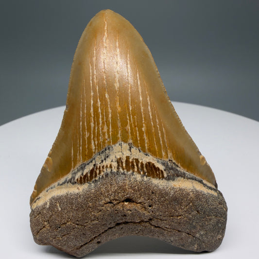Front View 3.56" Fossil Megalodon Tooth from North Carolina - megalodonteeth.com CM5875