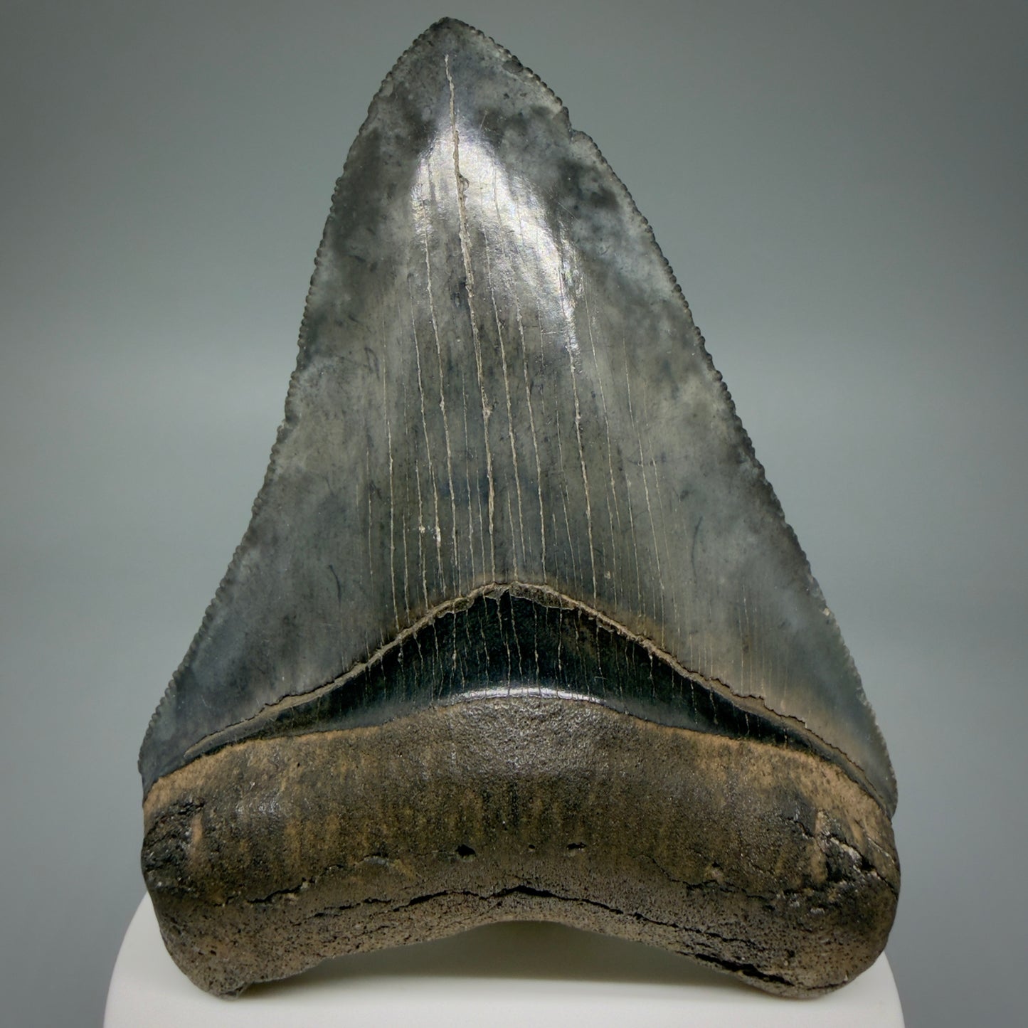 Front View 3.63" Fossil Megalodon Shark Tooth - Georgia - Heart-shaped sharply serrated - Collector's Quality CM6017