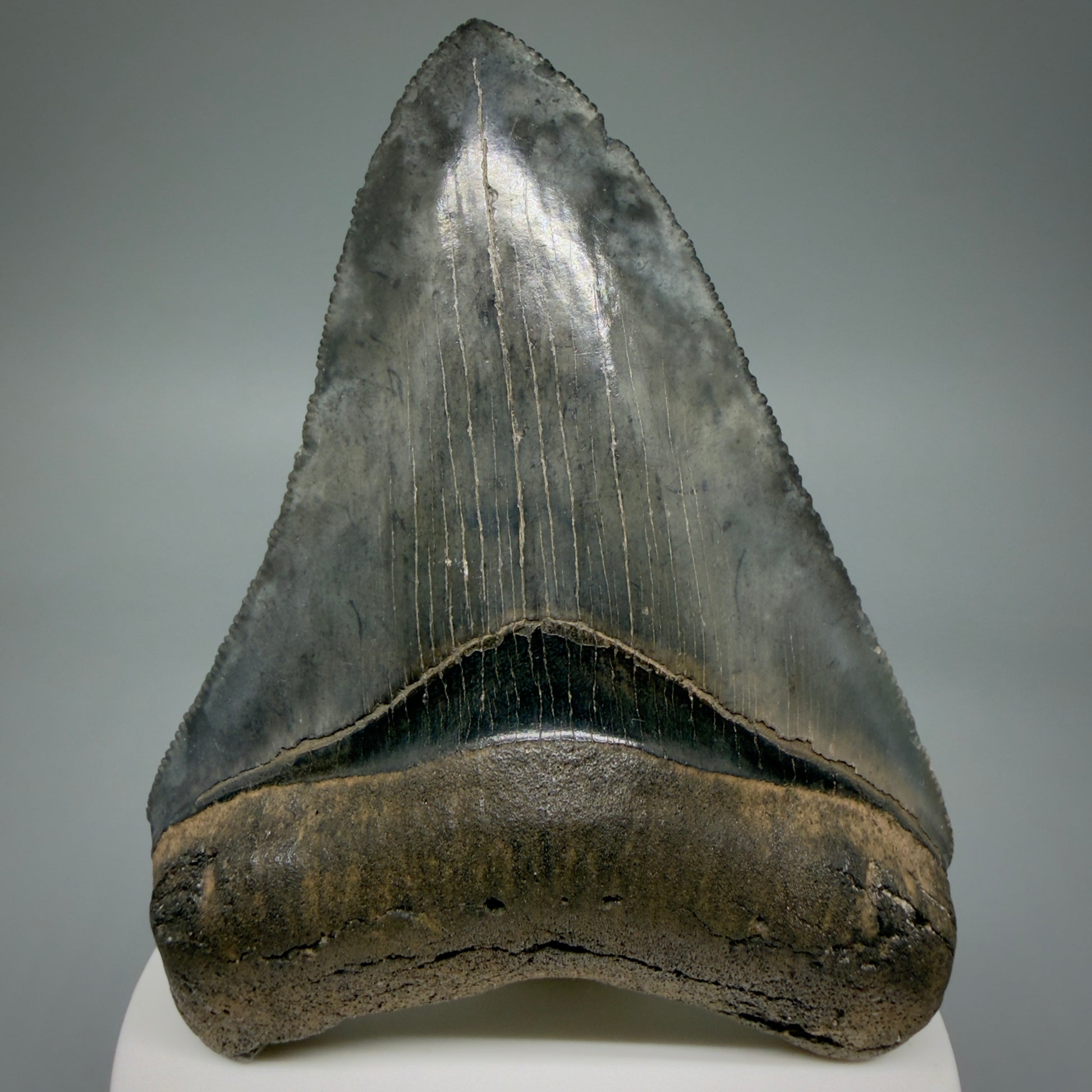 Front View 3.63" Fossil Megalodon Shark Tooth - Georgia - Heart-shaped sharply serrated - Collector's Quality CM6017