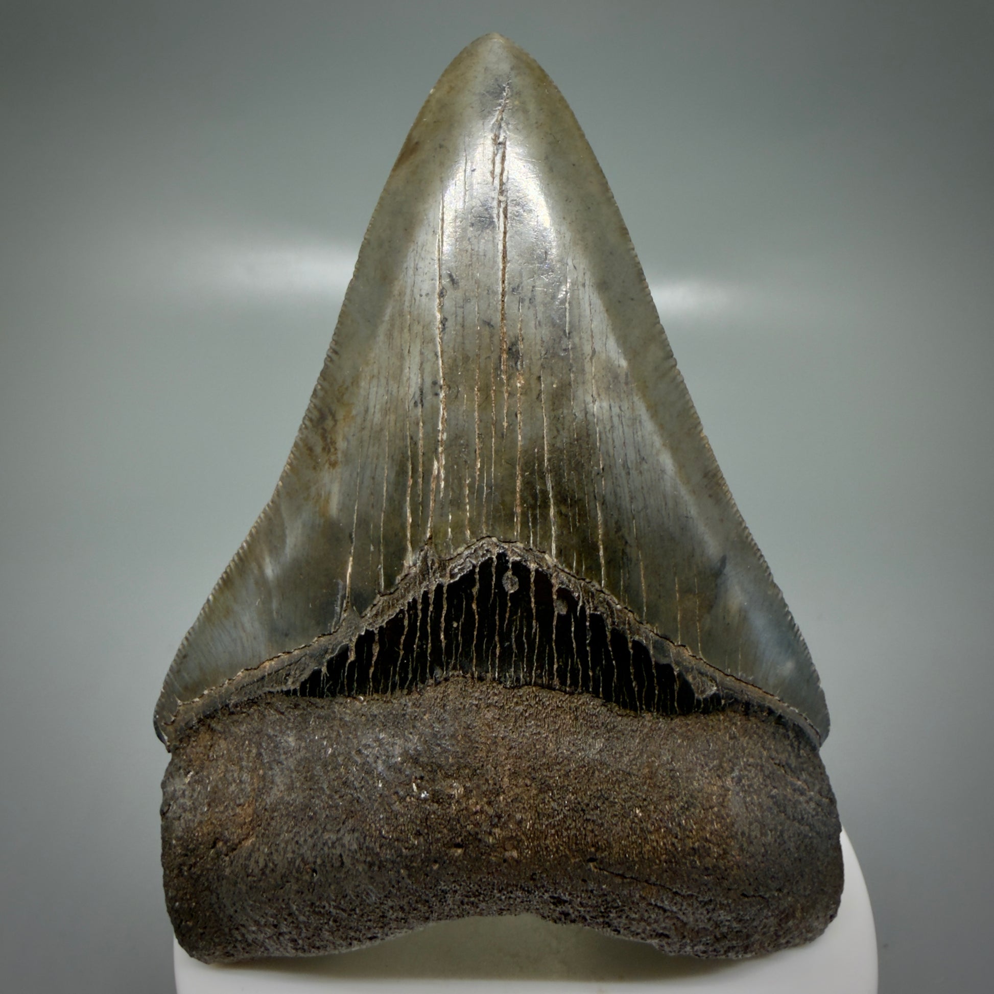 Front View 3.66" Fossil Megalodon Shark Tooth - Georgia - sharply serrated - Collector's Quality CM6153