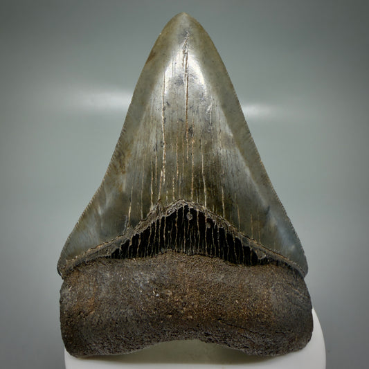 Front View 3.66" Fossil Megalodon Shark Tooth - Georgia - sharply serrated - Collector's Quality CM6153