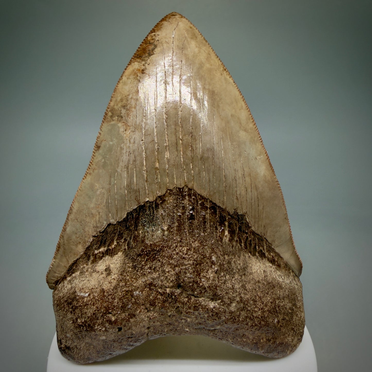 Front View 3.75" Fossil Megalodon Shark Tooth - Georgia - brown/red sharply serrated - Collector's Quality CM5900