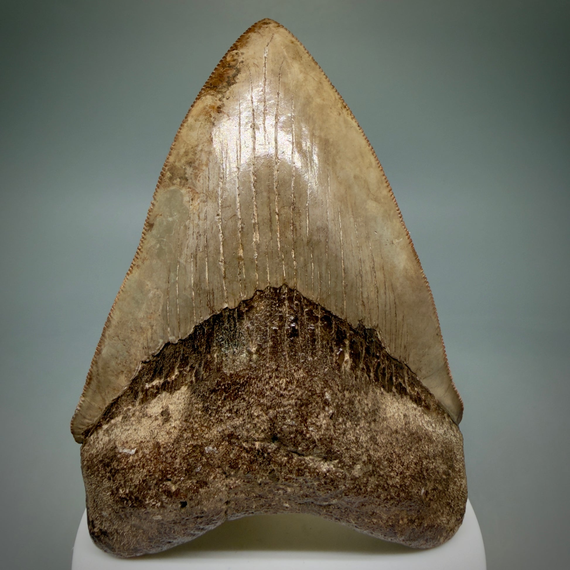 Front View 3.75" Fossil Megalodon Shark Tooth - Georgia - brown/red sharply serrated - Collector's Quality CM5900