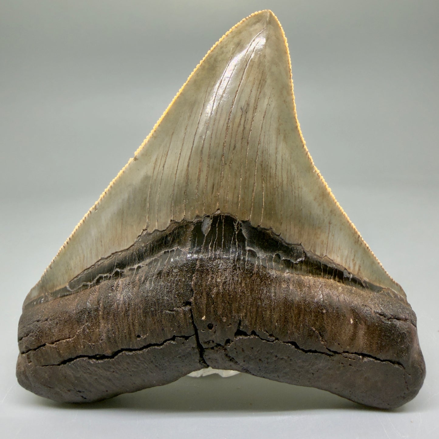 Front View 3.85" Fossil Megalodon Shark Tooth - Georgia - Colorful, sharply serrated - Collector's Quality CM5847