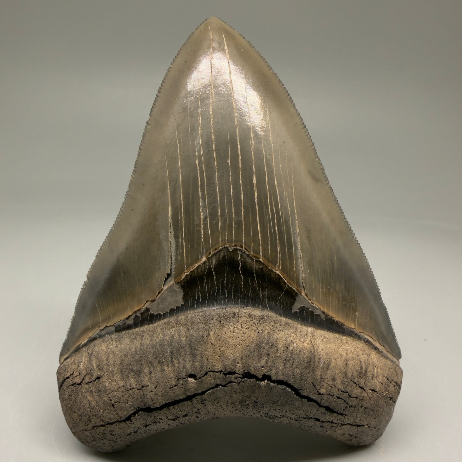 Front View 3.88" Fossil Megalodon Shark Tooth - Georgia - Collector's Quality Gem CM5769