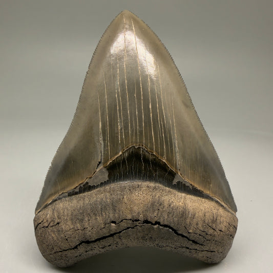 Front View 3.88" Fossil Megalodon Shark Tooth - Georgia - Collector's Quality Gem CM5769