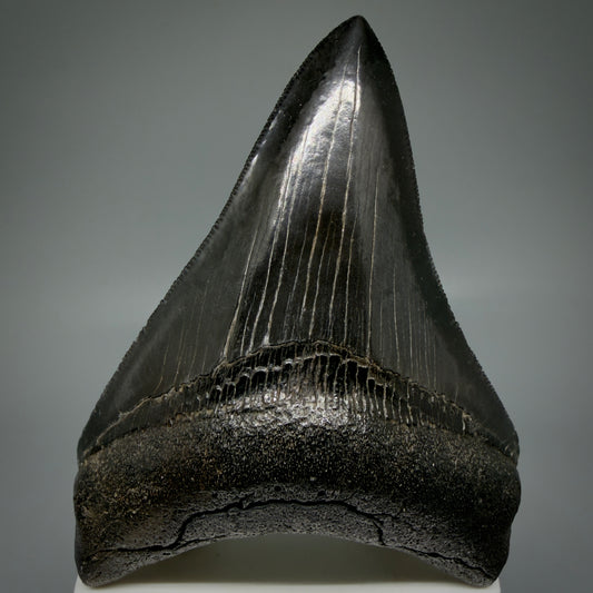 Front View 3.88" Fossil Megalodon Shark Tooth - Georgia - Jet Black, sharply serrated - Collector's Quality CM5901
