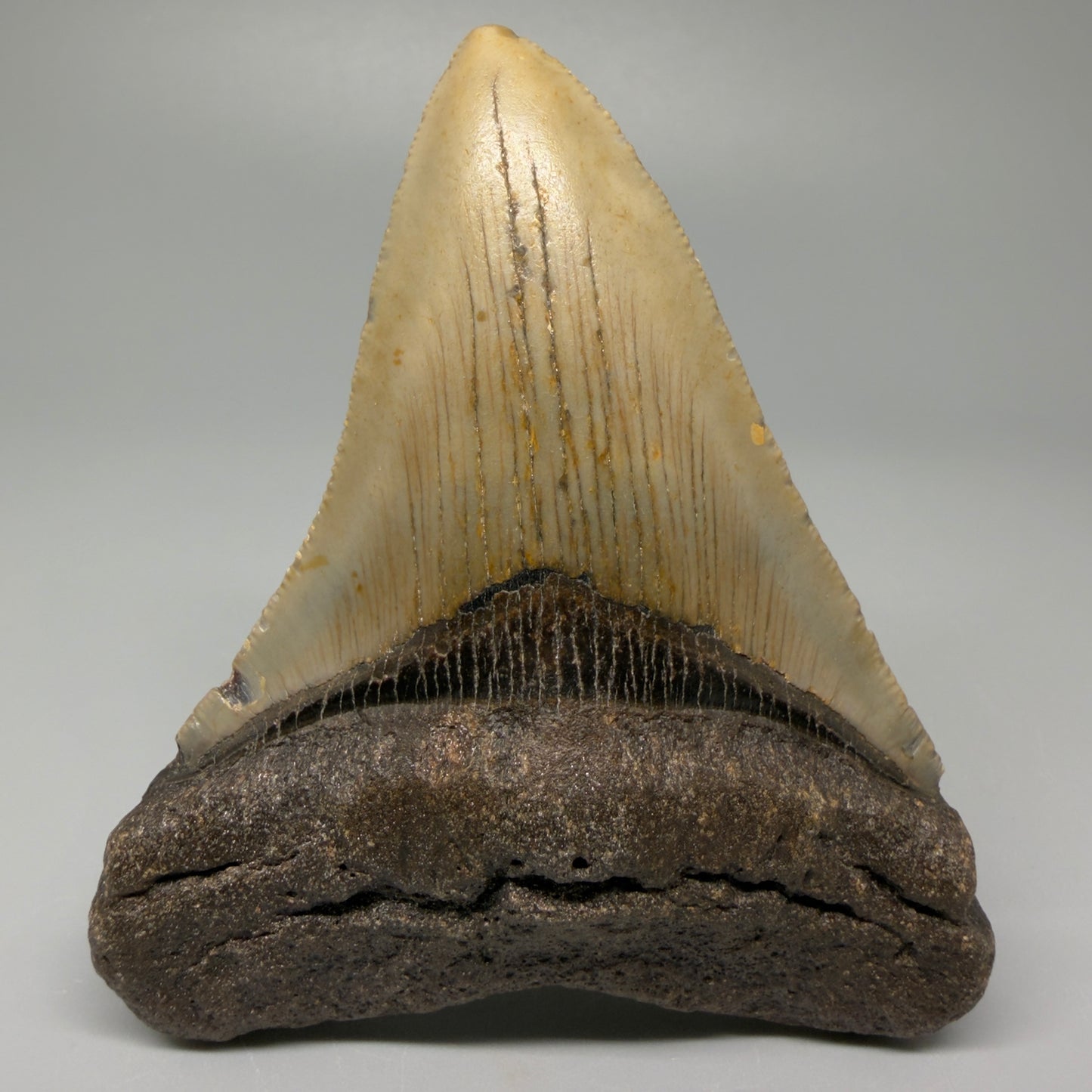 Front View 4.00" Authentic Megalodon Tooth – North Carolina Fossil | Carcharocles megalodon CM5416