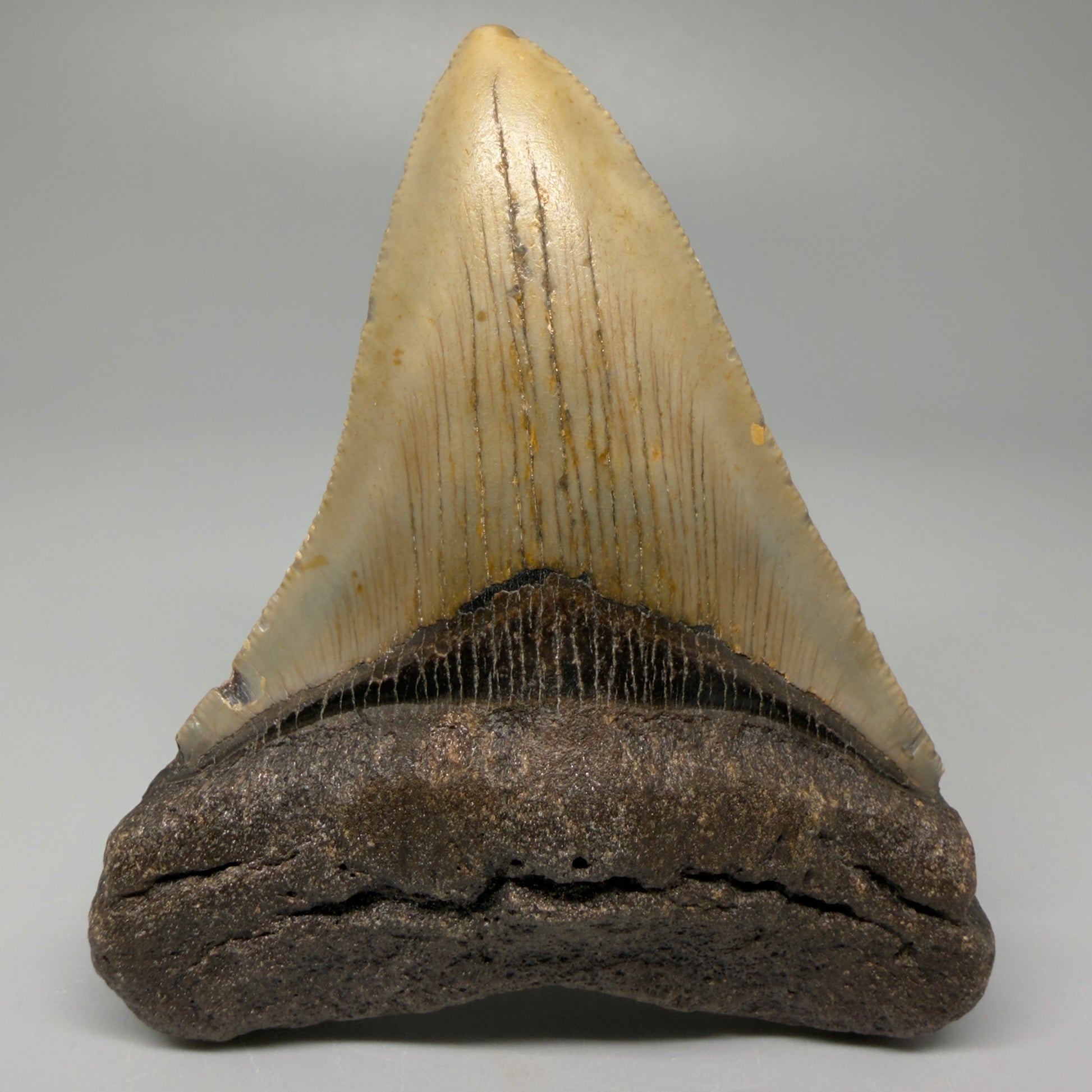 Front View 4.00" Authentic Megalodon Tooth – North Carolina Fossil | Carcharocles megalodon CM5416