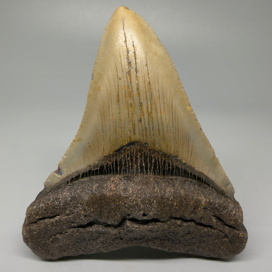 Front View 4.00" Authentic Megalodon Tooth – North Carolina Fossil | Carcharocles megalodon CM5416