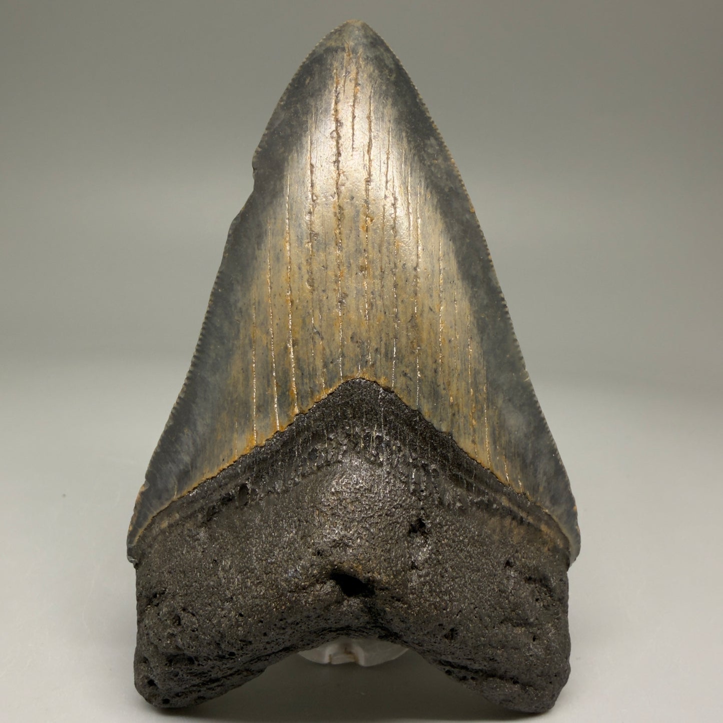 Front View 4.00" Authentic Megalodon Tooth – North Carolina Fossil | Carcharocles megalodon CM5736 