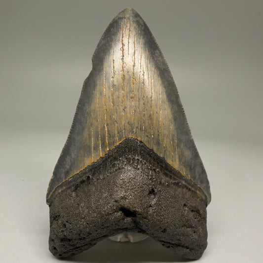 Front View 4.00" Authentic Megalodon Tooth – North Carolina Fossil | Carcharocles megalodon CM5736 