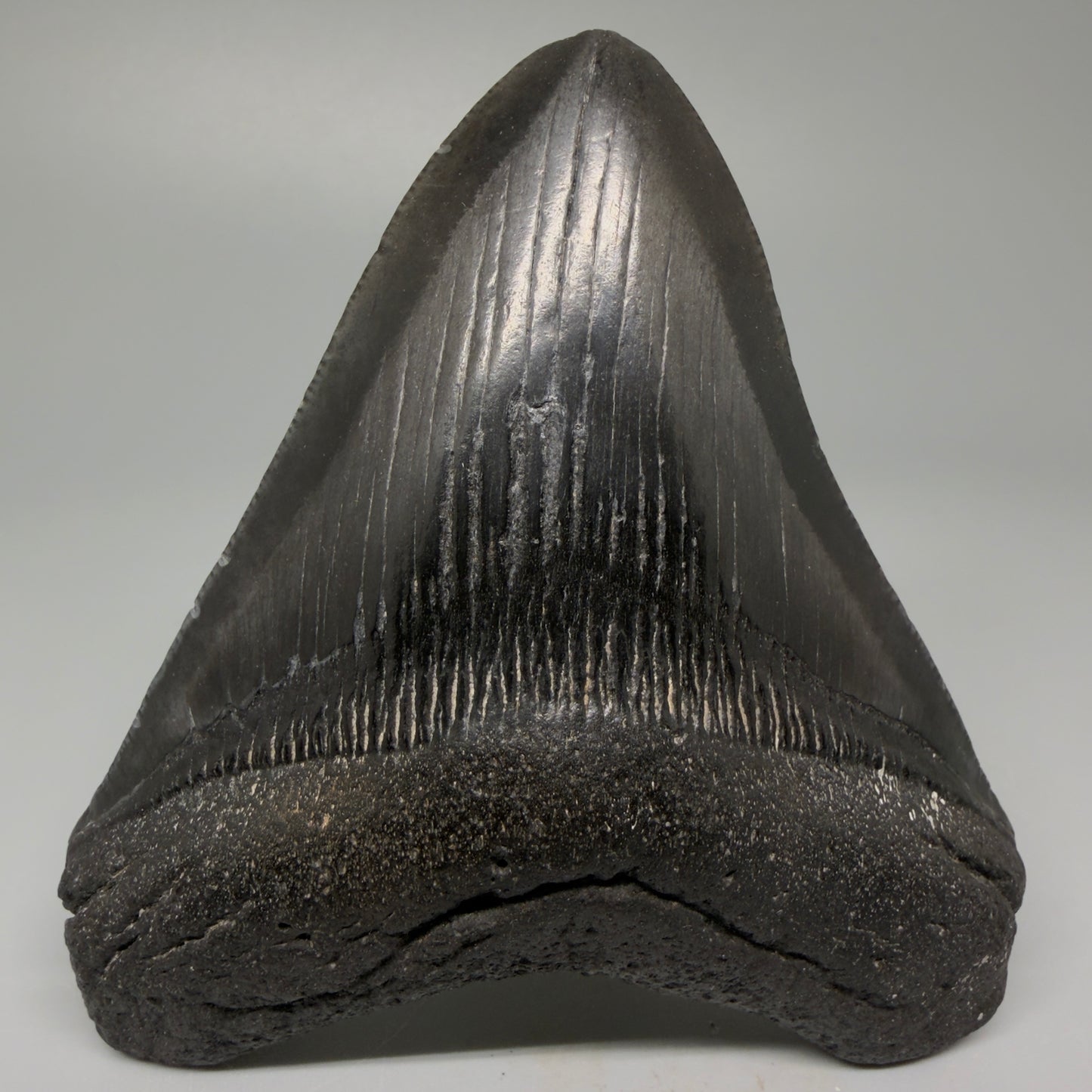 Front View 4.00" Fossil Megalodon Tooth – Authentic Carcharocles megalodon Tooth from South Carolina CM5427 