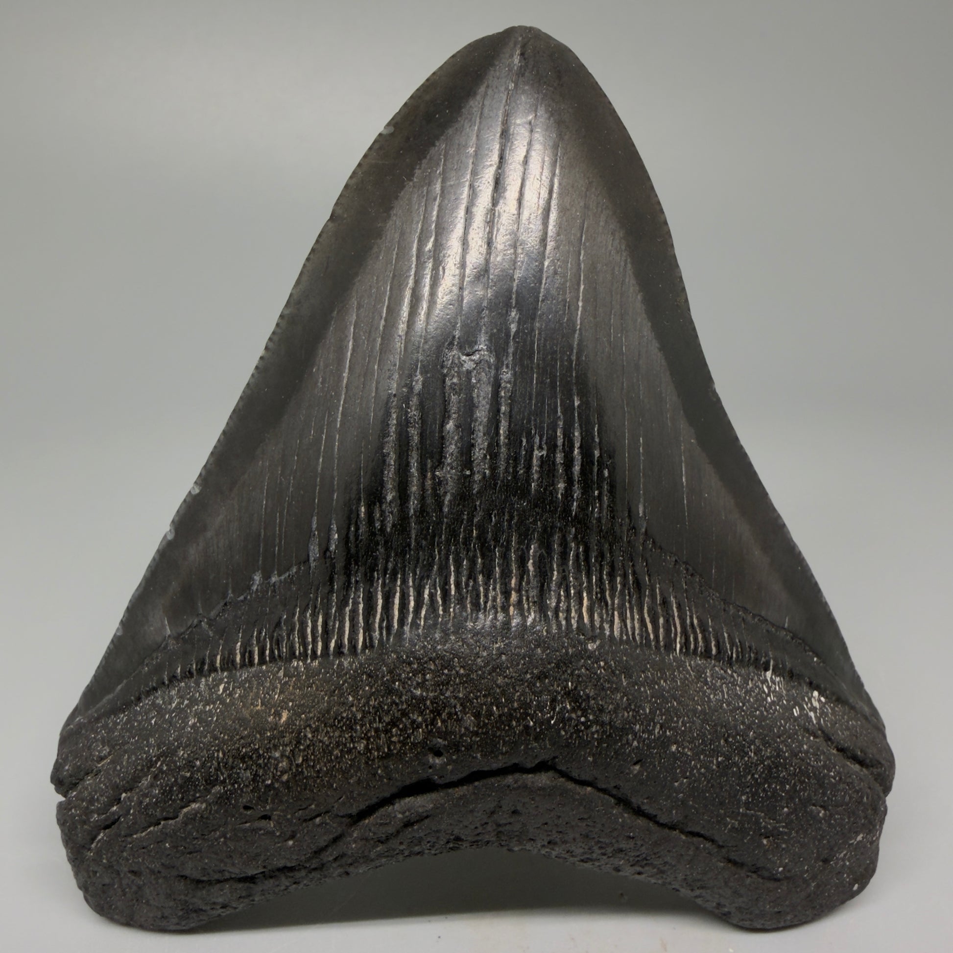 Front View 4.00" Fossil Megalodon Tooth – Authentic Carcharocles megalodon Tooth from South Carolina CM5427 