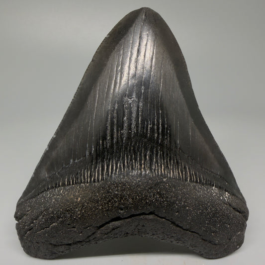 Front View 4.00" Fossil Megalodon Tooth – Authentic Carcharocles megalodon Tooth from South Carolina CM5427 