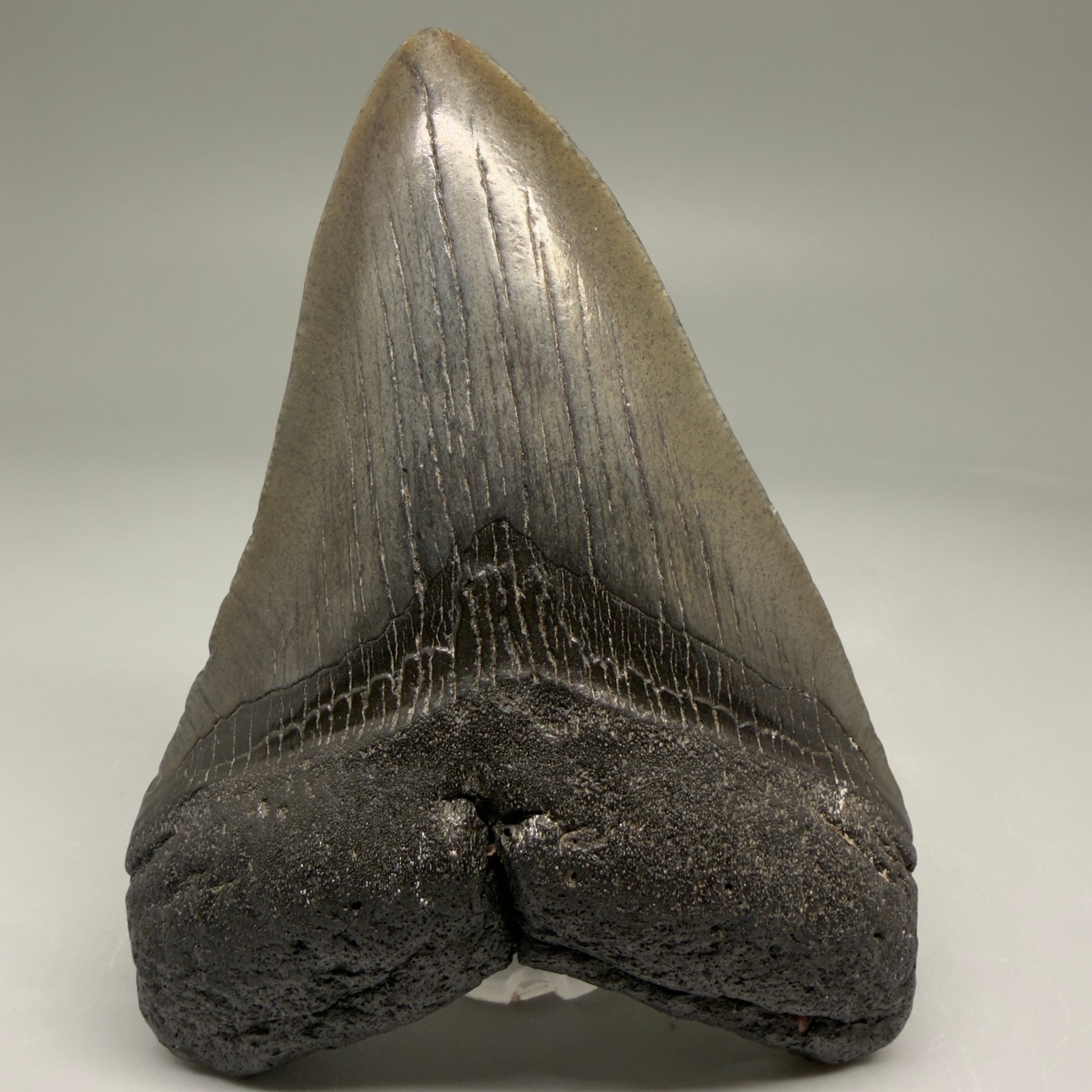 Front View 4.00" Fossil Megalodon Tooth – Authentic Carcharocles megalodon Tooth from South Carolina CM5790