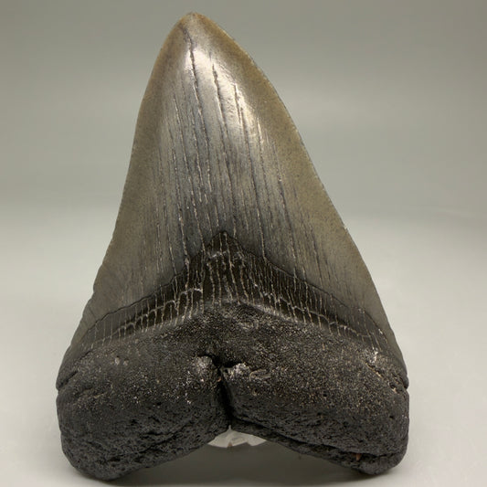 Front View 4.00" Fossil Megalodon Tooth – Authentic Carcharocles megalodon Tooth from South Carolina CM5790