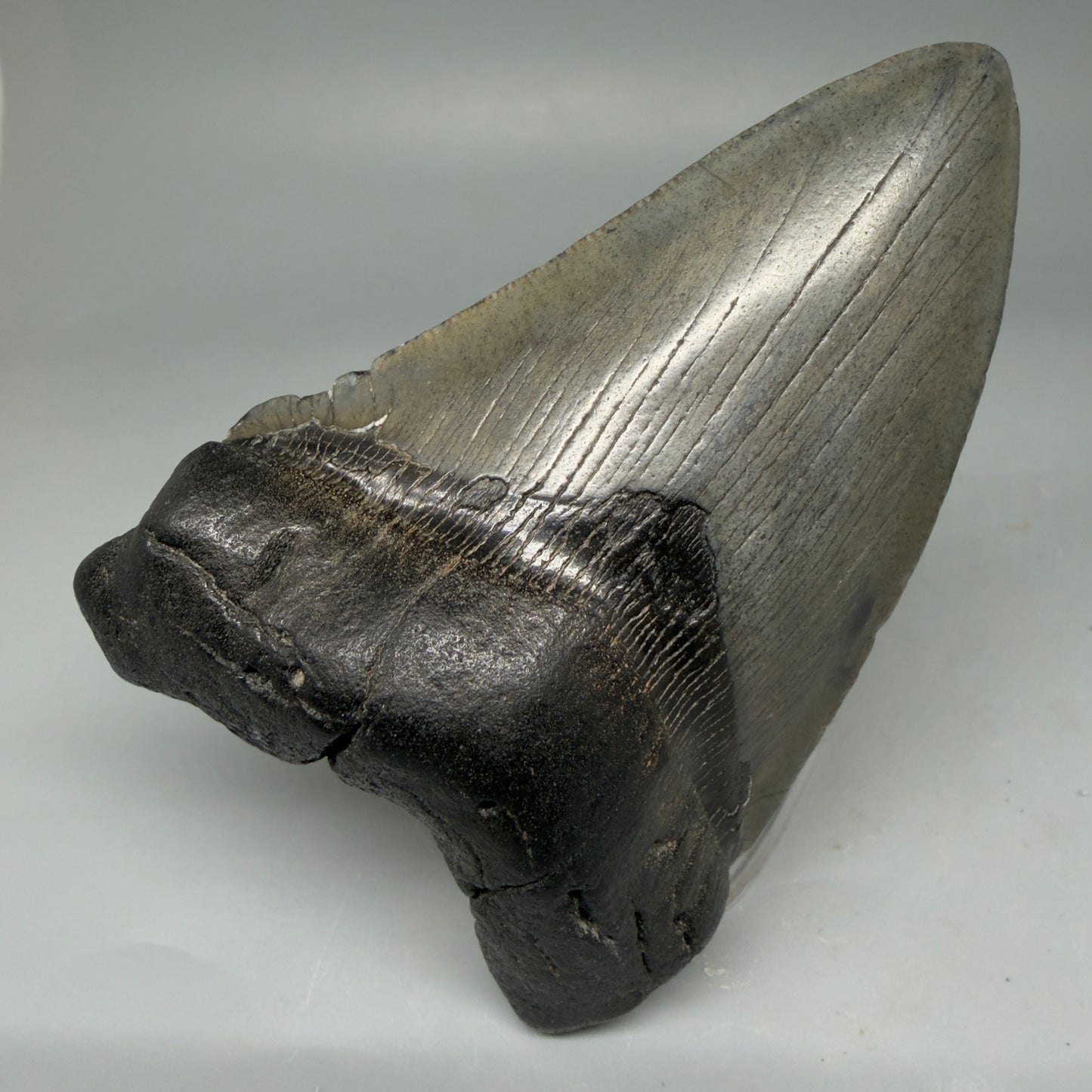 Front View 4.02" Fossil Megalodon Tooth – Authentic Carcharocles megalodon Tooth from South Carolina CM5840