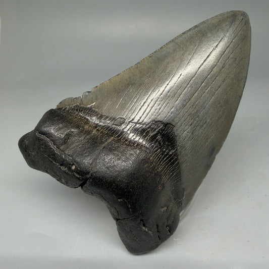 Front View 4.02" Fossil Megalodon Tooth – Authentic Carcharocles megalodon Tooth from South Carolina CM5840