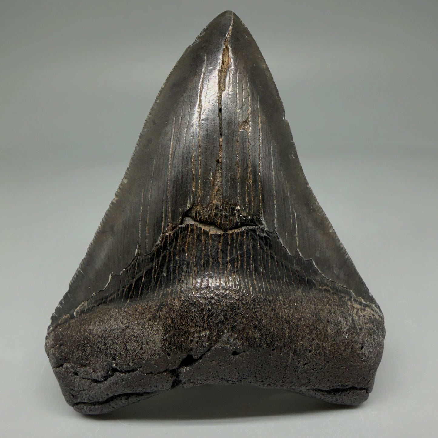 Front View 4.02" Fossil Megalodon Tooth – Authentic Carcharocles megalodon Tooth from South Carolina CM5921