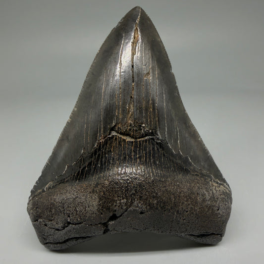 Front View 4.02" Fossil Megalodon Tooth – Authentic Carcharocles megalodon Tooth from South Carolina CM5921