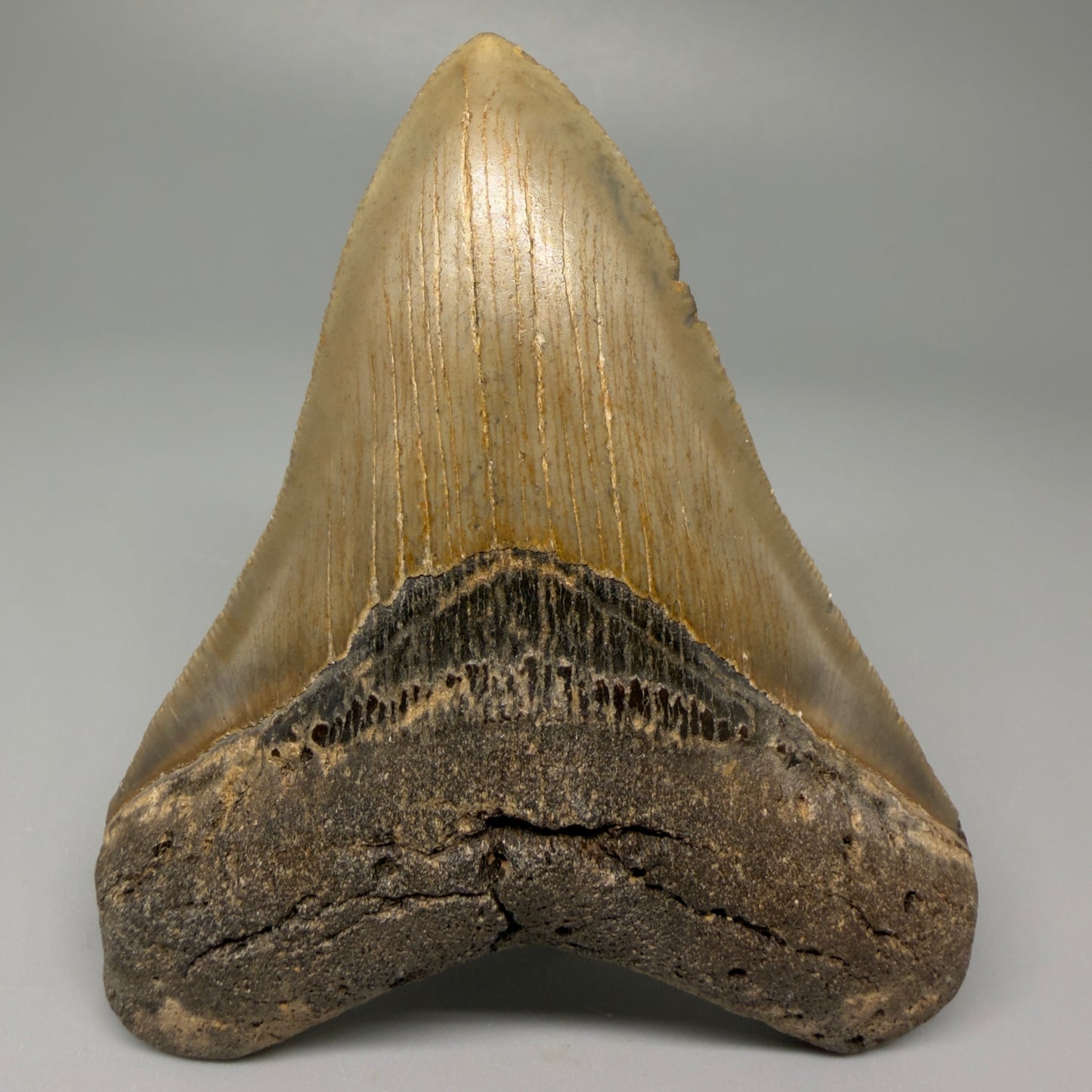Front View 4.03" Authentic Megalodon Tooth – North Carolina Fossil | Carcharocles megalodon CM5414