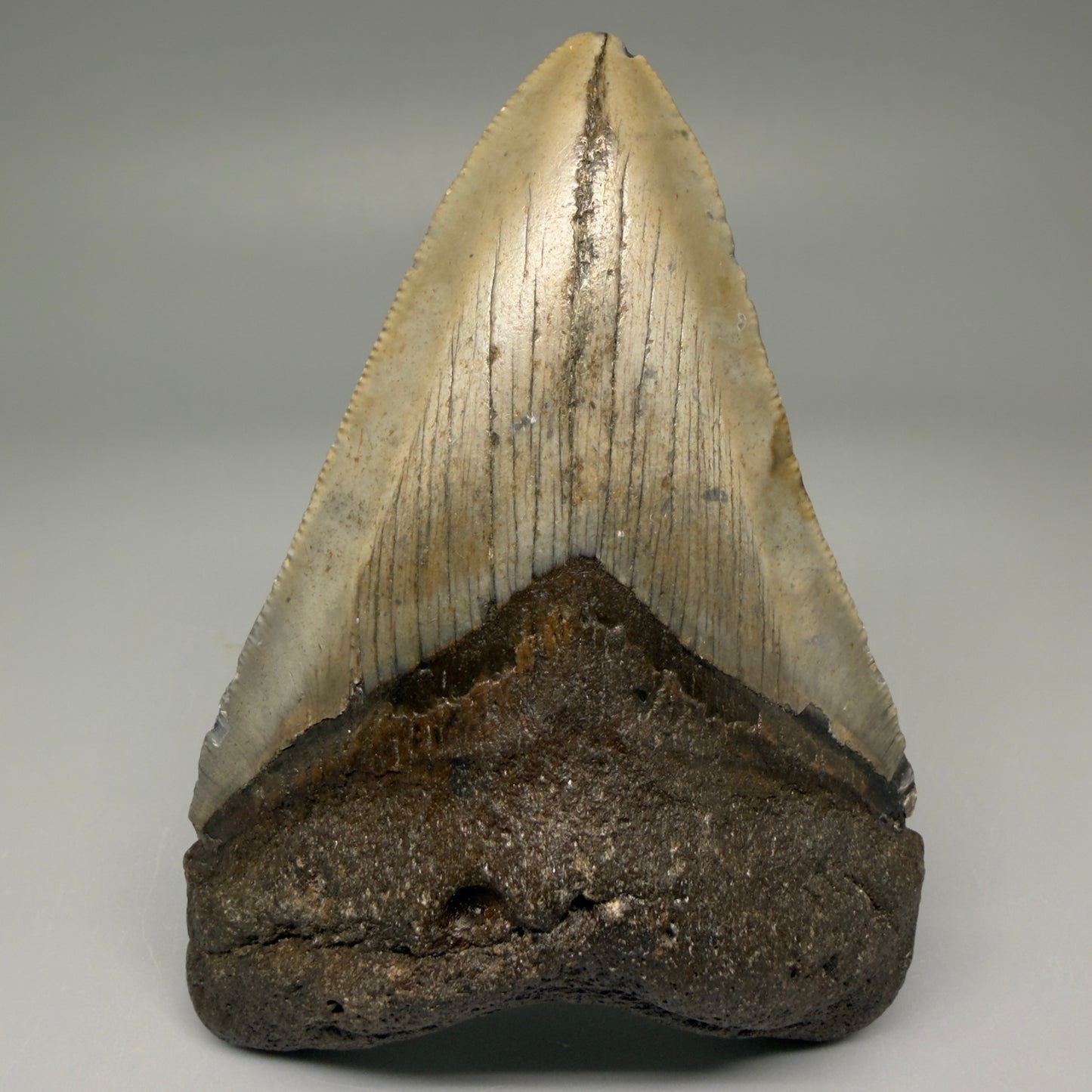 Front View 4.03" Authentic Megalodon Tooth – North Carolina Fossil | Carcharocles megalodon CM5635