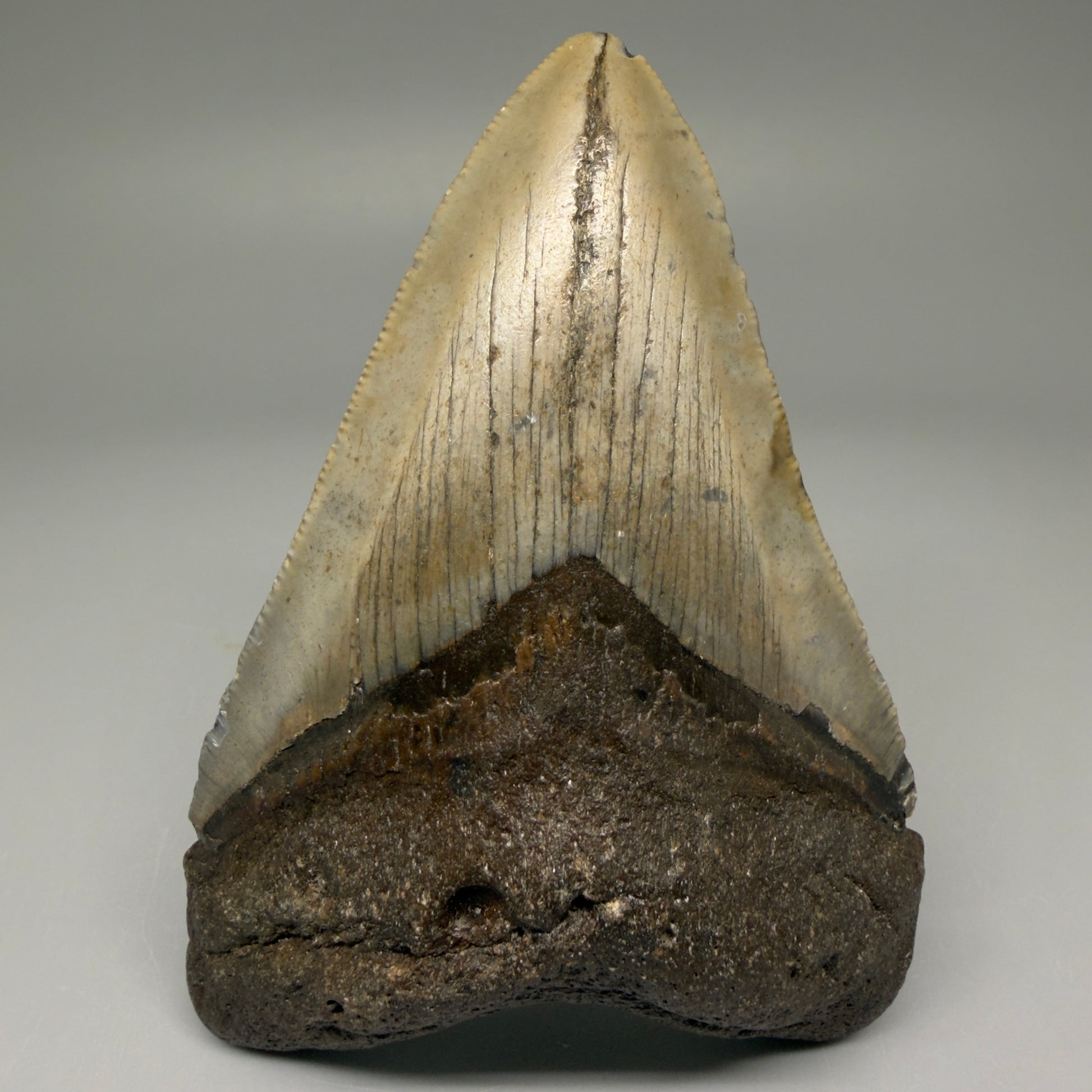 Front View 4.03" Authentic Megalodon Tooth – North Carolina Fossil | Carcharocles megalodon CM5635