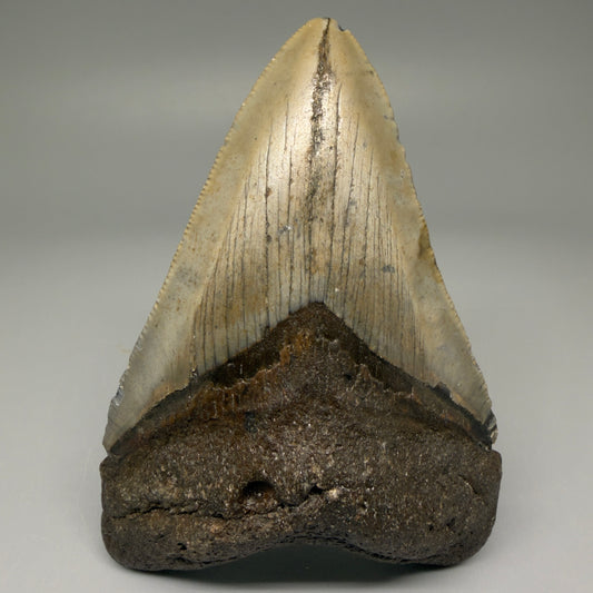 Front View 4.03" Authentic Megalodon Tooth – North Carolina Fossil | Carcharocles megalodon CM5635