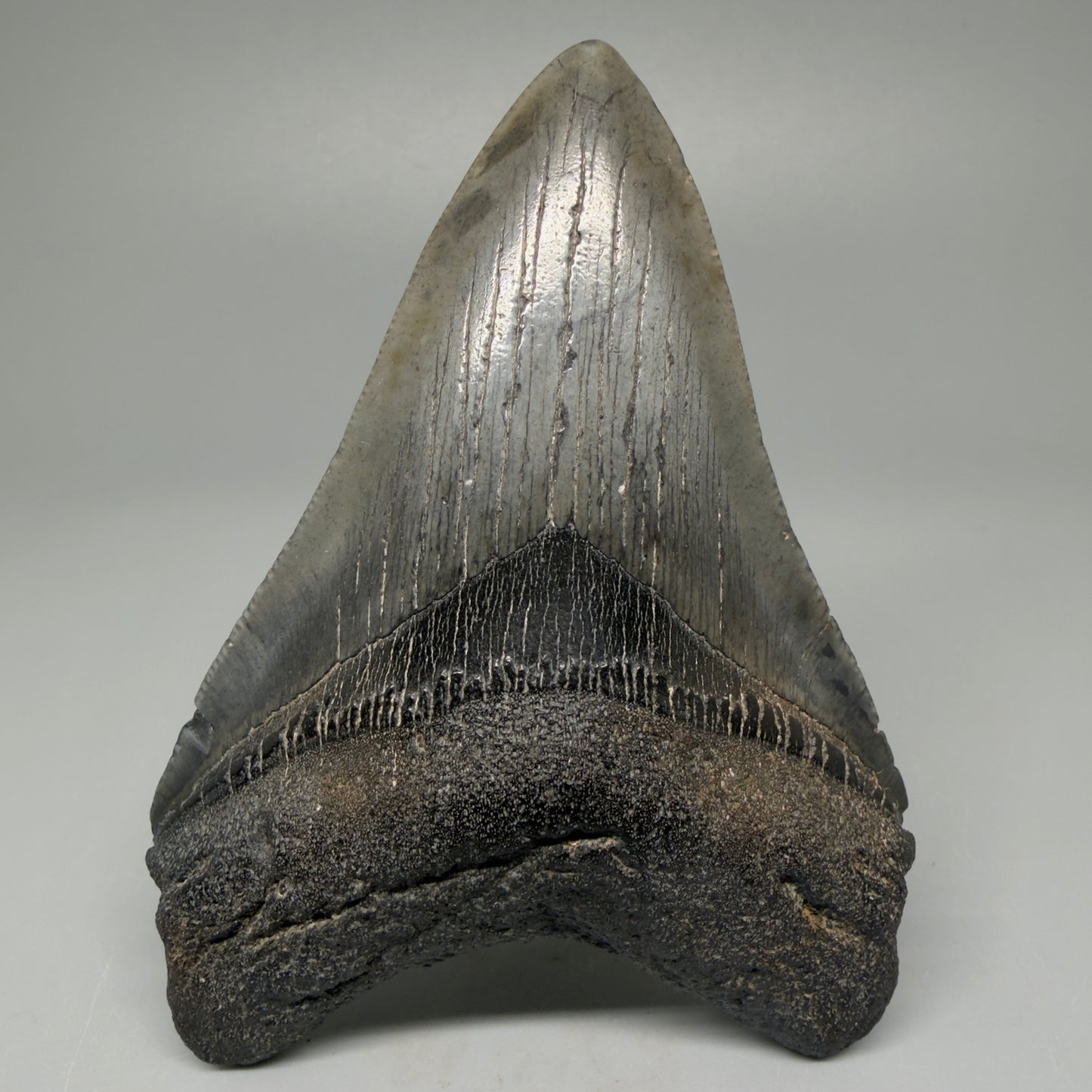 Front View 4.03" Fossil Megalodon Tooth – Authentic Carcharocles megalodon Tooth from South Carolina CM5426 