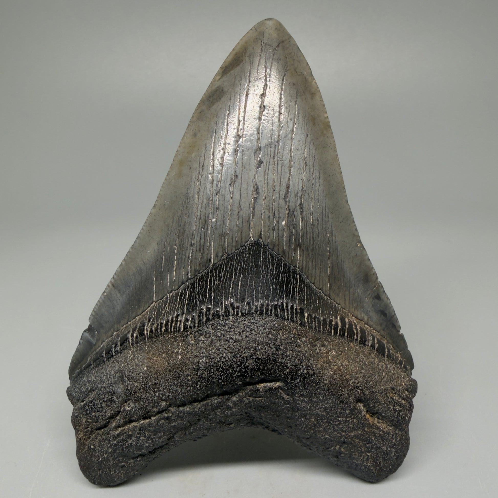 Front View 4.03" Fossil Megalodon Tooth – Authentic Carcharocles megalodon Tooth from South Carolina CM5426 