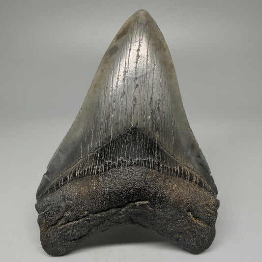Front View 4.03" Fossil Megalodon Tooth – Authentic Carcharocles megalodon Tooth from South Carolina CM5426 