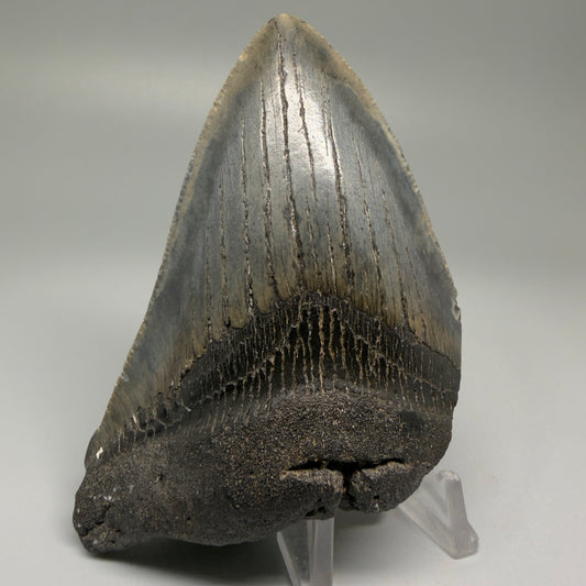 Front View 4.06" Fossil Megalodon Tooth – Authentic Carcharocles megalodon Tooth from South Carolina CM5505 