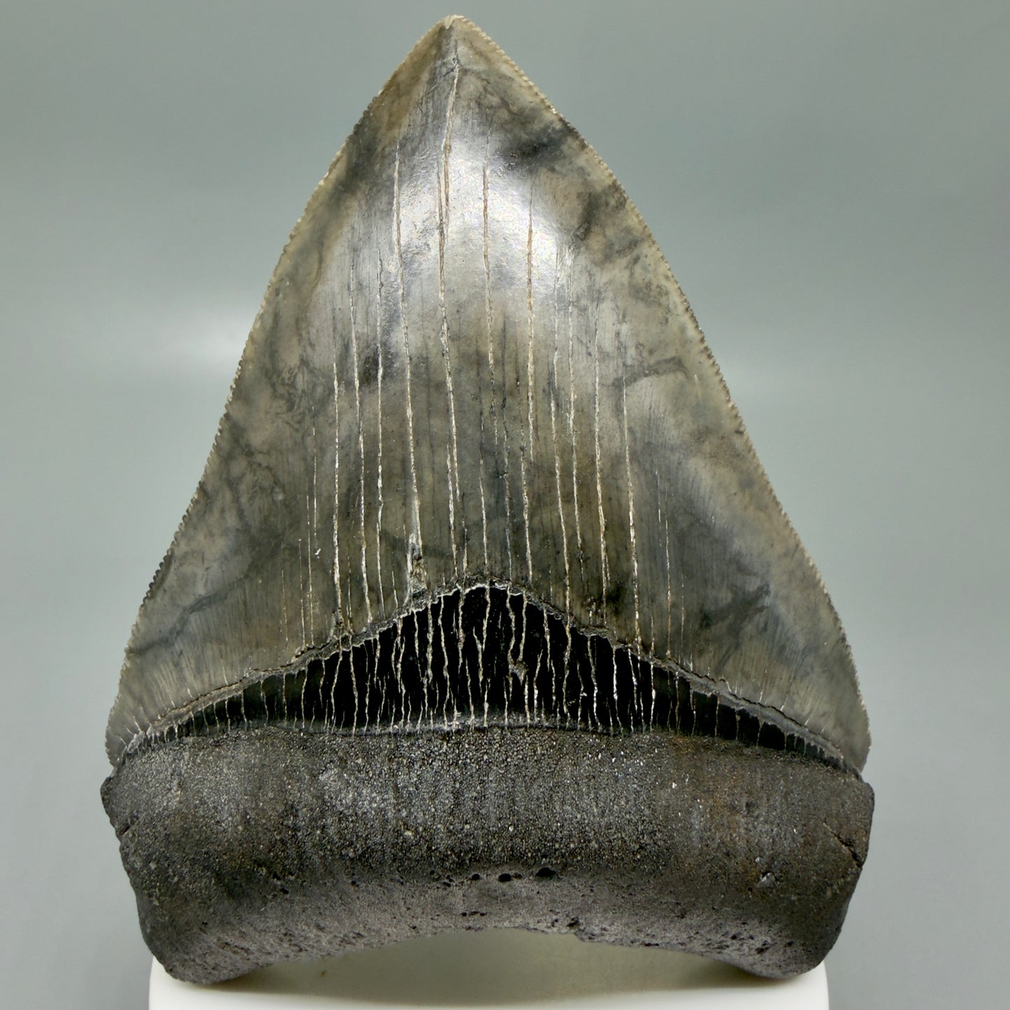 Front View 4.08" Fossil Megalodon Shark Tooth - Georgia - Heart-shaped sharply serrated - Collector's Quality CM6154