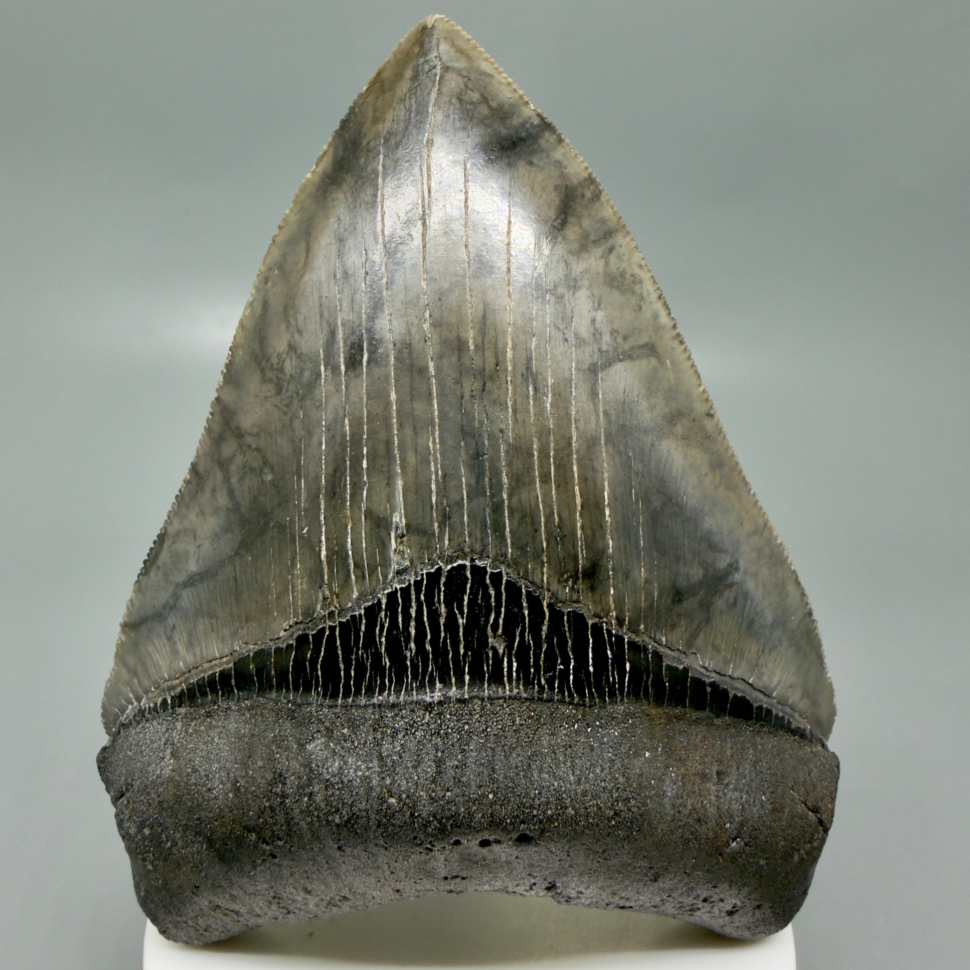 Front View 4.08" Fossil Megalodon Shark Tooth - Georgia - Heart-shaped sharply serrated - Collector's Quality CM6154